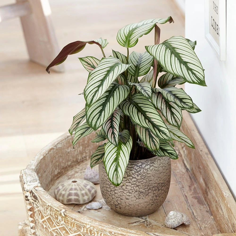 Goeppertia 'Whitestar' 3 Goeppertia 'Whitestar' - Image 3