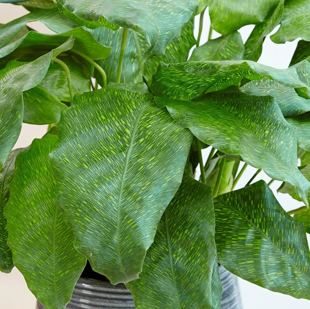 Calathea Network ('Pp0005') (PBR) 2 Calathea Network ('Pp0005') (PBR) - Image 2