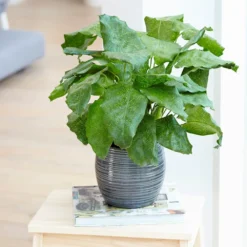 Calathea Network ('Pp0005') (PBR) 5 Calathea Network ('Pp0005') (PBR) -Cheap Plants Store pl2000028198 card3 lg