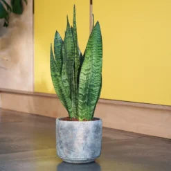 Sansevieria Zeylanica 9 Sansevieria Zeylanica -Cheap Plants Store pl2000028199 card5 lg