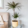 Dracaena Marginata 'Magenta'