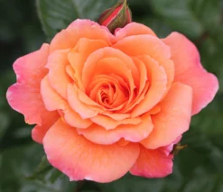 Rosa Scent From Heaven ('Chewbabaluv') (PBR) -Cheap Plants Store pl2000028209 card3 lg scaled