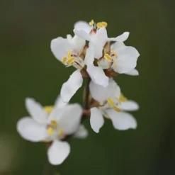 Libertia Chilensis -Cheap Plants Store pl2000028243 card4 lg