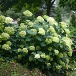Hydrangea Arborescens Lime Rickey ('Smnhalr') (PBR) -Cheap Plants Store pl2000028409 card3 lg