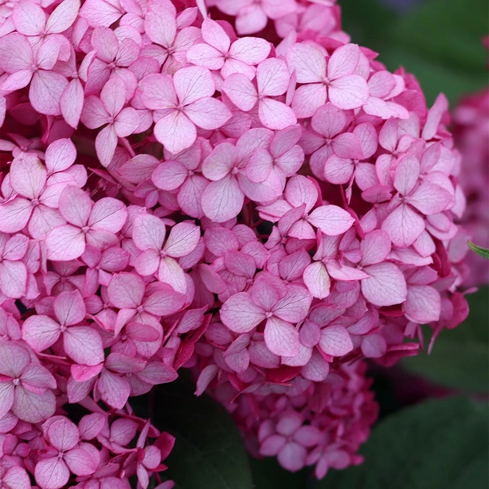 Hydrangea Arborescens Ruby Annabelle ('Ncha3') (PBR) 2 Hydrangea Arborescens Ruby Annabelle ('Ncha3') (PBR) - Image 2