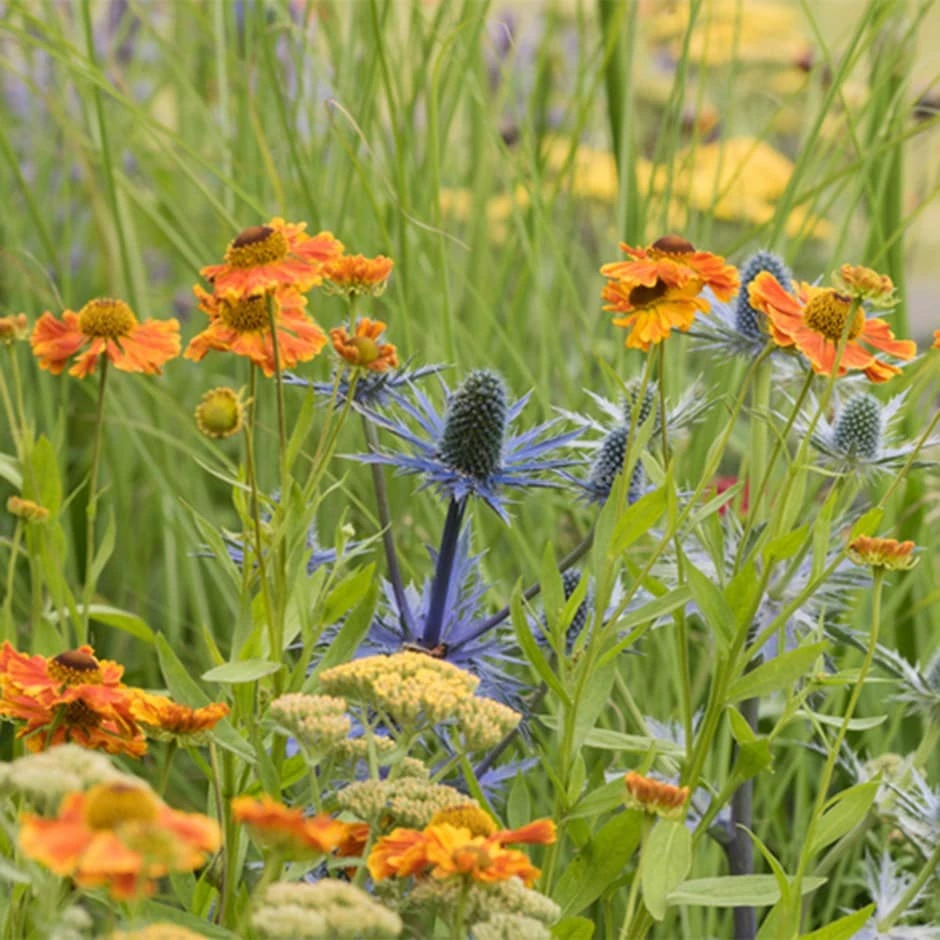 RHS Vibrant Border Collection 1 RHS Vibrant Border Collection