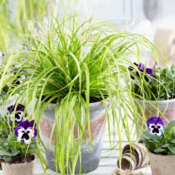 Carex Oshimensis 'Everillo' (PBR) (EverColor Series) -Cheap Plants Store pl2000028687 card3 lg