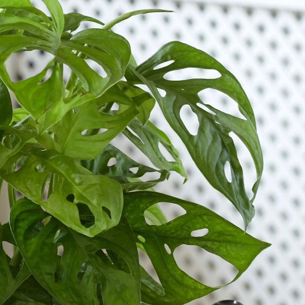 Monstera Adansonii 'Monkey Mask' 2 Monstera Adansonii 'Monkey Mask' - Image 2