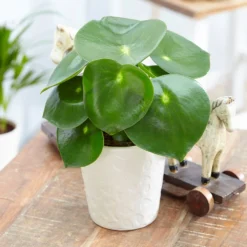 Peperomia Polybotrya 'Raindrop' -Cheap Plants Store pl2000028843 card3 lg