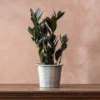 Zamioculcas Zamiifolia Raven ('Dowon') (PBR)