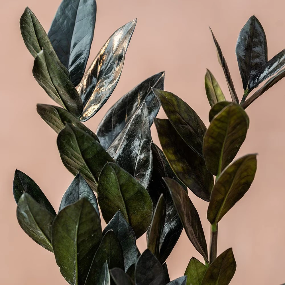 Zamioculcas Zamiifolia Raven ('Dowon') (PBR) 2 Zamioculcas Zamiifolia Raven ('Dowon') (PBR) - Image 2