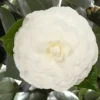 Camellia Japonica 'Nuccio's Gem'