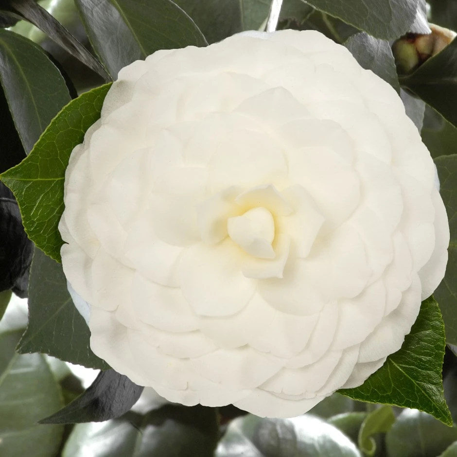 Camellia Japonica 'Nuccio's Gem' 1 Camellia Japonica 'Nuccio's Gem'