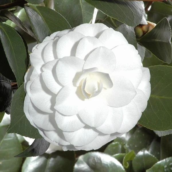 Camellia Japonica 'Nuccio's Gem' 2 Camellia Japonica 'Nuccio's Gem' - Image 2