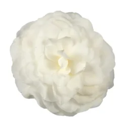 Camellia Japonica 'Nuccio's Gem' 5 Camellia Japonica 'Nuccio's Gem' -Cheap Plants Store pl2000029141 card3 lg