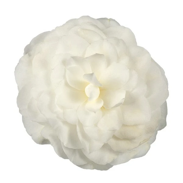 Camellia Japonica 'Nuccio's Gem' 3 Camellia Japonica 'Nuccio's Gem' - Image 3