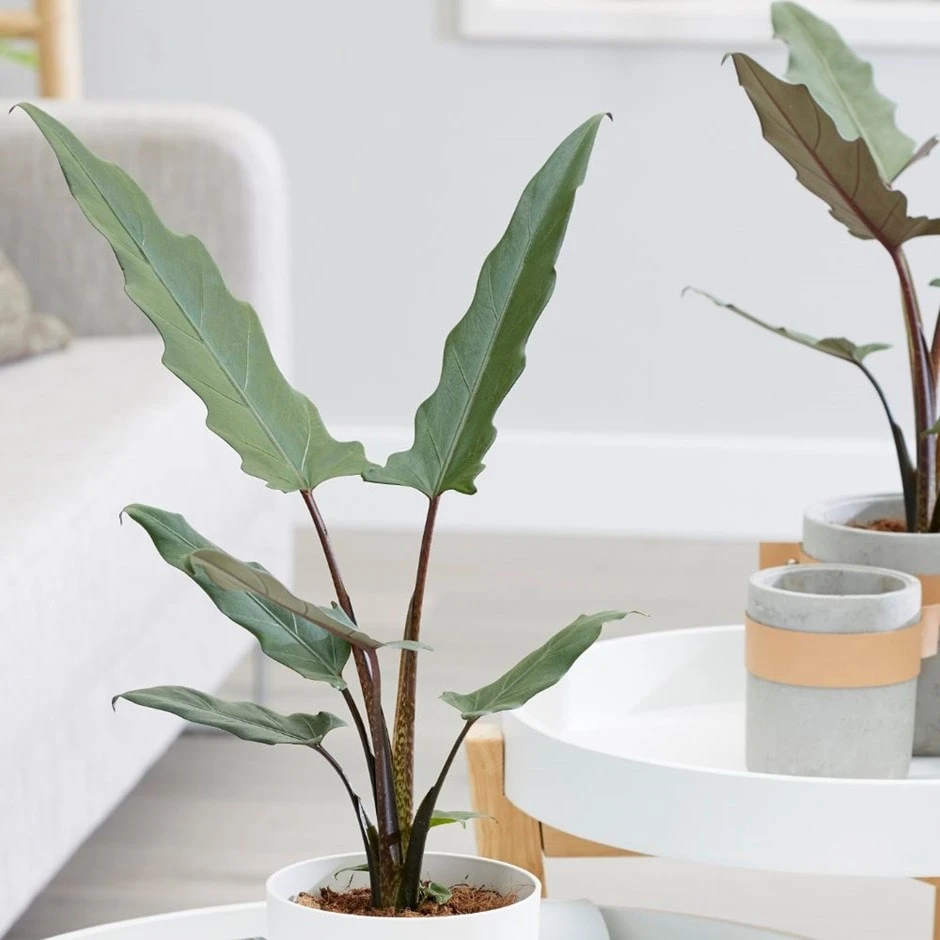 Alocasia Lauterbachiana 1 Alocasia Lauterbachiana