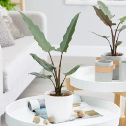 Alocasia Lauterbachiana 6 Alocasia Lauterbachiana -Cheap Plants Store pl2000030497 card3 lg