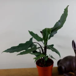 Alocasia Lauterbachiana 7 Alocasia Lauterbachiana -Cheap Plants Store pl2000030497 card4 lg