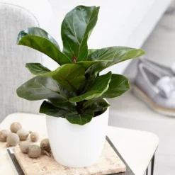 Ficus Lyrata 'Bambino' (PBR) -Cheap Plants Store pl2000030498 card3 lg