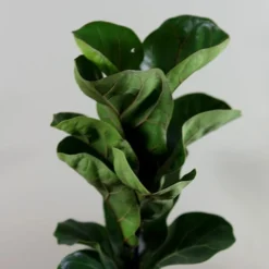 Ficus Lyrata 'Bambino' (PBR) -Cheap Plants Store pl2000030498 card4 lg