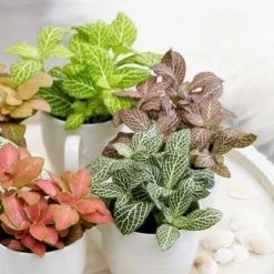 Fittonia Collection -Cheap Plants Store pl2000030514 card3 lg