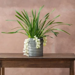 Cymbidium Sarah Jean ('Ice Cascade')