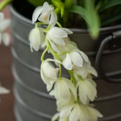 Cymbidium Sarah Jean ('Ice Cascade') -Cheap Plants Store pl2000030522 card4 lg