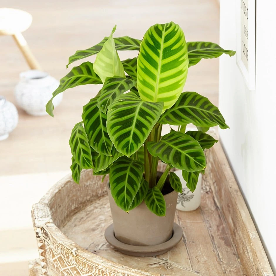 Goeppertia Zebrina 1 Goeppertia Zebrina