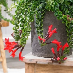Aeschynanthus 'Twister' -Cheap Plants Store pl2000030553 card3 lg
