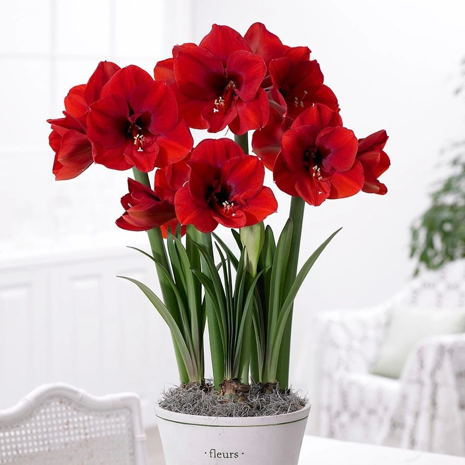 Hippeastrum (Galaxy Group) 'Red Lion' 1 Hippeastrum (Galaxy Group) 'Red Lion'