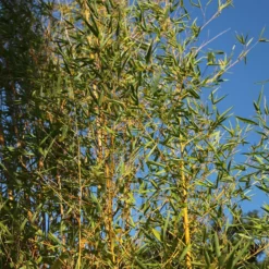 Phyllostachys Aurea