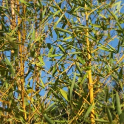 Phyllostachys Aurea -Cheap Plants Store pl2000030872 card3 lg