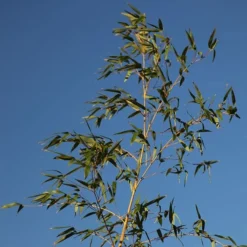 Phyllostachys Aurea -Cheap Plants Store pl2000030872 card4 lg