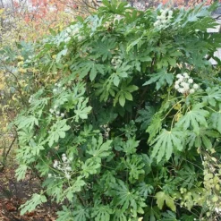 Fatsia Japonica -Cheap Plants Store pl2000030879 card4 lg