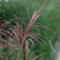 Miscanthus Sinensis 'Ferner Osten'