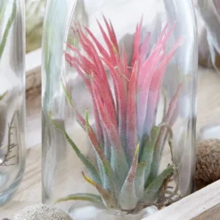 Air Plant In A Glass Bottle -Cheap Plants Store pl2000031726 card3 lg