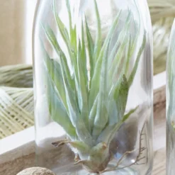 Air Plant In A Glass Bottle -Cheap Plants Store pl2000031726 card5 lg