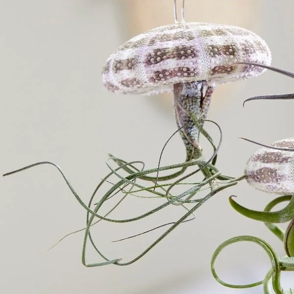 Hanging Jellyfish (air Plant) 2 Hanging Jellyfish (air Plant) - Image 2