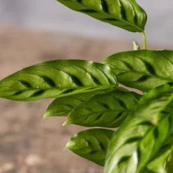 Goeppertia Concinna -Cheap Plants Store pl2000031750 card3 lg