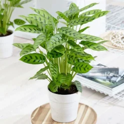 Goeppertia Concinna -Cheap Plants Store pl2000031750 card5 lg