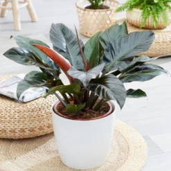 Philodendron 'Imperial Red'