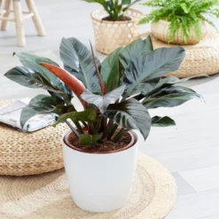 Philodendron 'Imperial Red' -Cheap Plants Store pl2000031752 card3 lg