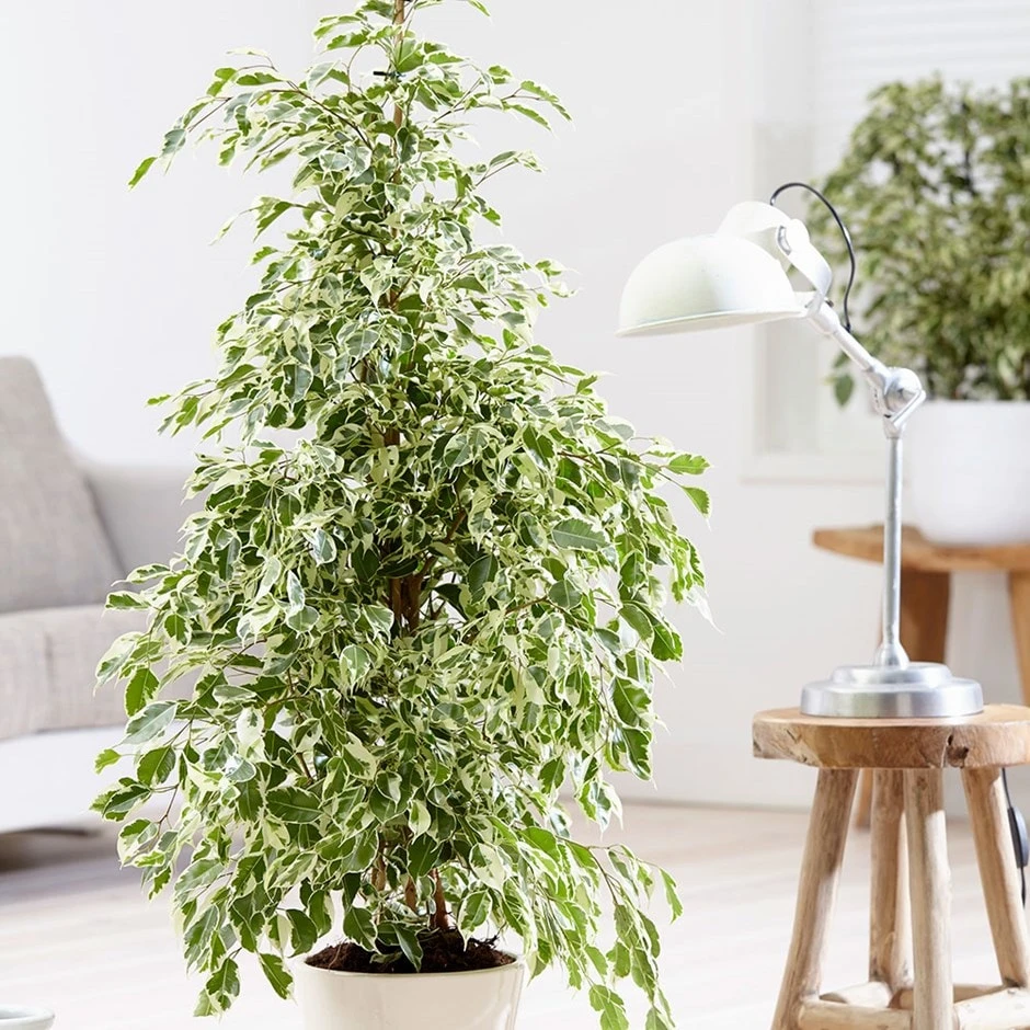 Ficus Benjamina 'Twilight' 1 Ficus Benjamina 'Twilight'