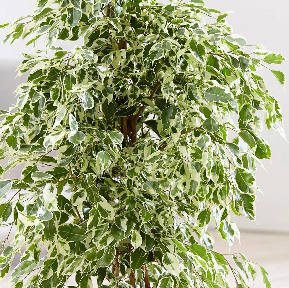 Ficus Benjamina 'Twilight' 2 Ficus Benjamina 'Twilight' - Image 2