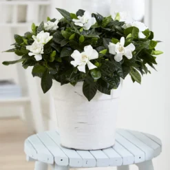 Gardenia Jasminoides -Cheap Plants Store pl2000031758 card3 lg