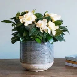 Gardenia Jasminoides -Cheap Plants Store pl2000031758 card4 lg