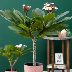 Plumeria Rubra Hawaiian Opal Pink ('Php2016') (PBR) -Cheap Plants Store pl2000031997 card3 lg