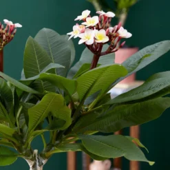 Plumeria Rubra Hawaiian Opal Pink ('Php2016') (PBR) -Cheap Plants Store pl2000031997 card4 lg