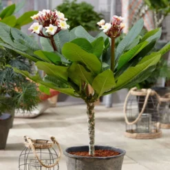 Plumeria Rubra Hawaiian Opal Pink ('Php2016') (PBR) -Cheap Plants Store pl2000031997 card5 lg